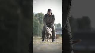 k9 dog dogsoftiktok tacticaldogtrainer k9trainer malinois trending [upl. by Mcmullan]