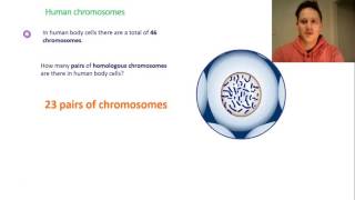 Chromosomes haploid amp diploid [upl. by Ivanah]