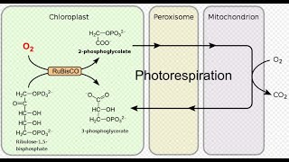 Photorespiration  C2 Cycle  CSIR NET Life Sciences [upl. by Cahilly]