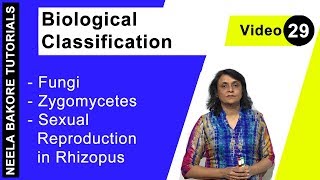 Biological Classification  NEET  Fungi  Zygomycetes  Sexual Reproduction in Rhizopus  Dr Neela [upl. by Pinto]