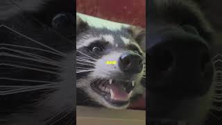 Racoon in your Yard should you worry Animal Racoon yard House Home racoons [upl. by Enaud]