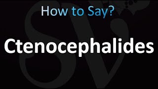 How to Pronounce Ctenocephalides correctly [upl. by Sissie]