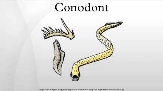 Conodont [upl. by Llehsor]