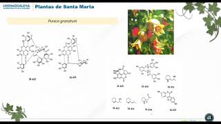 METABOLITOS SECUNDARIOS ACTIVIDAD BIOLÓGICA Y ETNOBOTÁNICA DE PLANTAS DE SANTA MARTA [upl. by Cesare]