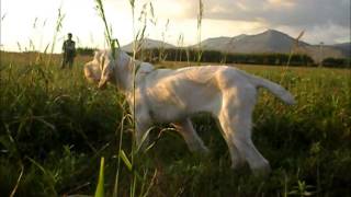 Spinone italiano starna 11 [upl. by Lebbie]