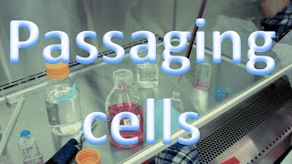 Cell culture techniques 3  Passaging cells [upl. by Edylc]