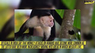 Vicious Monkeys Rip Out Boys Intestines in Deadly Attack in India [upl. by Armmat]