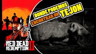 Donde cazar TEJÓN  LOCALIZACIÓN EN RED DEAD REDEMPTION 2  RDR2 [upl. by Oisinoid133]