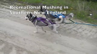 Training Sled Dog Commands while Walking Your Dogs Mushachusetts Episode 1 [upl. by Simmonds156]