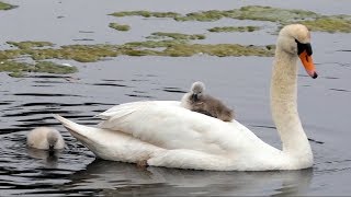 Mute Swan Cygnet on Mothers Back [upl. by Ignatz]