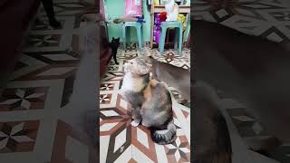 My toffee cat miss you alwaysshortvideyoutubeshort [upl. by Gertie]