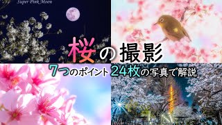 【桜の撮影】7つのポイントを写真24枚で解説📷ワンランク上を目指して簡単に写すテクニック【一眼カメラ･写真撮影講座 シーン別ロケ撮影編】初心者向けテクニック [upl. by Macmullin922]