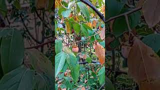 😲Diospyros kaki în octombrie🏵️playlist grădini înflorite 312 video [upl. by Leryt]