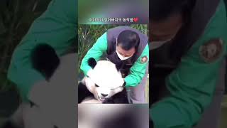 아이들이 할아버지의 동작을❤️The adorable little one mimic Grandpas actionsAibao fubao 푸바오 everland lebao [upl. by Anaid]