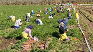 How American Farm Workers Harvest Millions Of Tons Of Vegetables  Farming Documentary [upl. by Udelle]