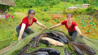 Harvesting many carp in lotus ponds and rice fields to sell at the market  Poultry care [upl. by Googins829]