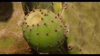 Documentaire sur le cactus  lagriculture au Maroczone Souss Massa Daraa Ar [upl. by Zurheide]