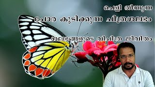 All About Butterflies ചിത്രശലഭങ്ങളുടെ അതിശയിപ്പിക്കുന്ന ജീവിത രീതി [upl. by Aleek233]