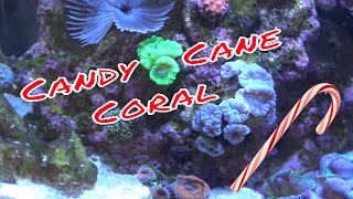 Candy Cane Coral Care Guide [upl. by Seton]