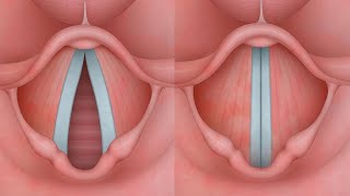 ¿Sabes cómo funcionan tus cuerdas vocales [upl. by Woehick]