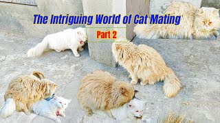 The Intriguing World of Cat Mating Part 2  Understanding Feline Reproduction [upl. by Doscher643]