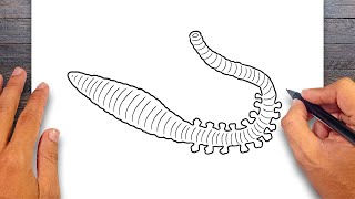 How to draw Bristle Worm  Annelids Drawing [upl. by Feer]