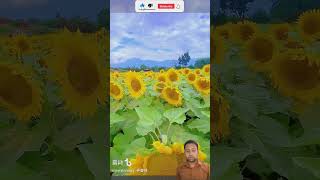 Flowers video🌷💗  sunflower plant🌷🥀trend ❤️💯flowergarden flowers shorts [upl. by Ardnovahs]