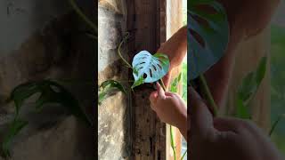 Plant clips for vining plants🌿 plants plantsoftiktok planttok planttiktok plantlover planttips [upl. by Paulsen]