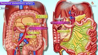 Superior Mesenteric Artery Anatomy  Animated Gross anatomy of Abdomen [upl. by Liane]