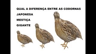 QUAL A DIFERENÇA DA CODORNA JAPONESA  MESTIÇA E GIGANTE [upl. by Stronski805]