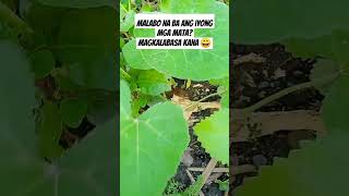 Kalabasa para sa malabong gaya mohaha farming farmer vegetables life happy nature [upl. by Stacey763]