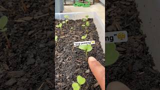 Day 9 baby radishes growing in container 🌱 short youtubeshorts newgardener [upl. by Evalyn]