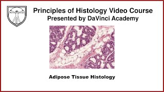 Adipose Tissue Histology [upl. by Nicole228]