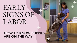 Signs To Know Your Dog Is About To Have Puppies [upl. by Silvana]