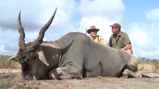 Tanzania Eland Hunt with Game Trackers Africa [upl. by Kellia]