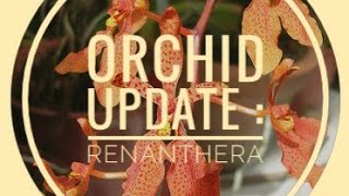 Quick orchid update  renanthera imschootiana x monachica x monachica [upl. by Diarmuid]