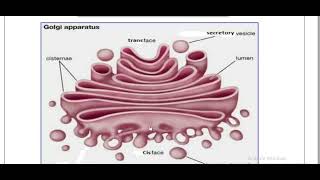 Golgi complex histology [upl. by Helaine]