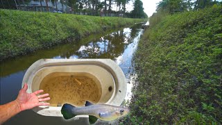 Catching Mosquito Fish In CREEK New Pond Stocking [upl. by Aihsemek]