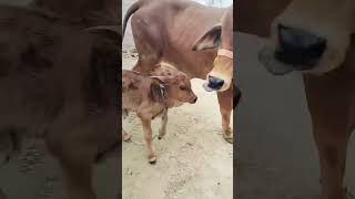 Gau mata  gau mata song  vidhi deshwal new viral shorts video [upl. by Ellekim]