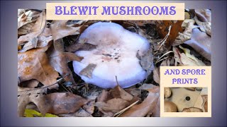 The Blewitt Mushroom and Spore Prints [upl. by Lally]