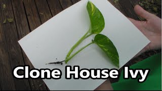 ClonePropagate House Ivy  pothos from cutting [upl. by Derag]