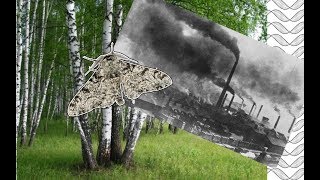 🦋 Évolution et pollution Quand le phalène du bouleau fait face à lindustrialisation [upl. by Eikin]