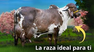 La Raza de Ganado Gyr La Alternativa Ideal para la ganadería en el Trópico [upl. by Tlevesoor955]