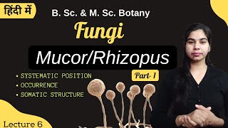 Fungi  MucorRhizopus Part1  in Hindi  Botany  B Sc amp M Sc [upl. by Eltrym643]