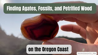 Finding Agates Fossils and Petrified Wood Oregon Coast [upl. by Evets496]