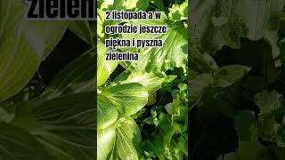 Kapusta pak choi garden gardening ogrodnictwo ogrod farming rosliny [upl. by Andi]