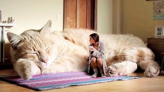 4ft Long Samson Is New York’s Biggest Cat [upl. by Eilrahc]