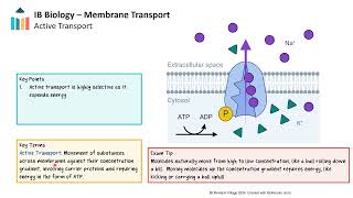 Membrane Transport IB Biology SLHL [upl. by Cheston]