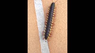 Fastest Centipede in the World [upl. by Adnek]