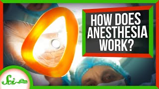 We Finally Know How Anesthesia Works [upl. by Baalman2]